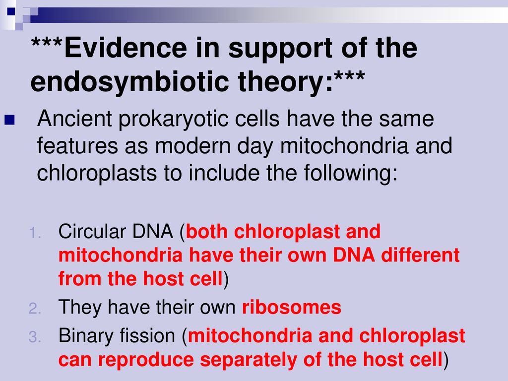 Which Discovery Supported Endosymbiotic Theory? Which Discovery Supported Endosymbiotic Theory?