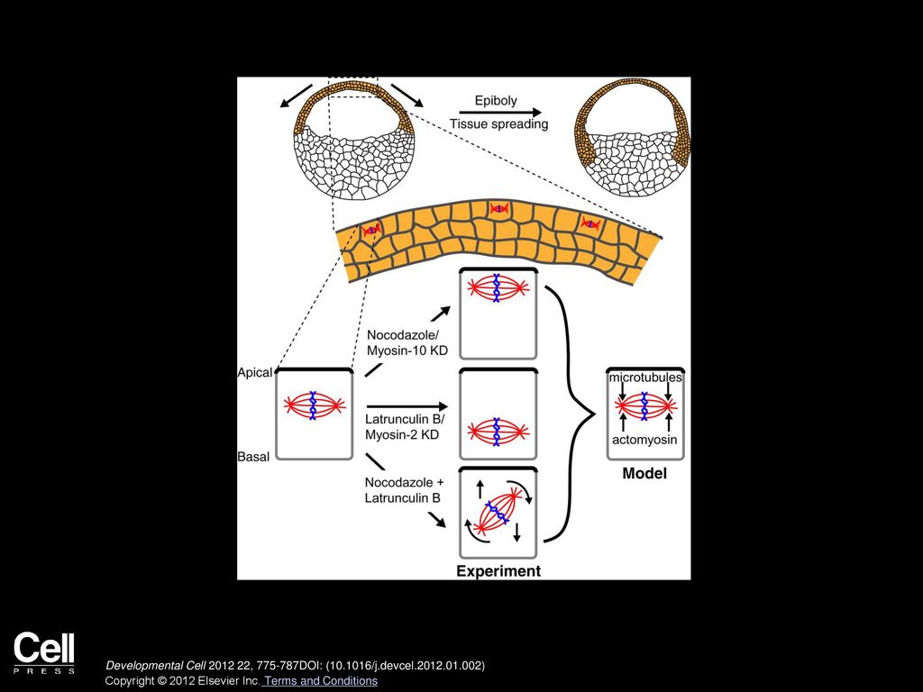 Spindle Position in Symmetric Cell Divisions during Epiboly Is ... Biology Diagrams