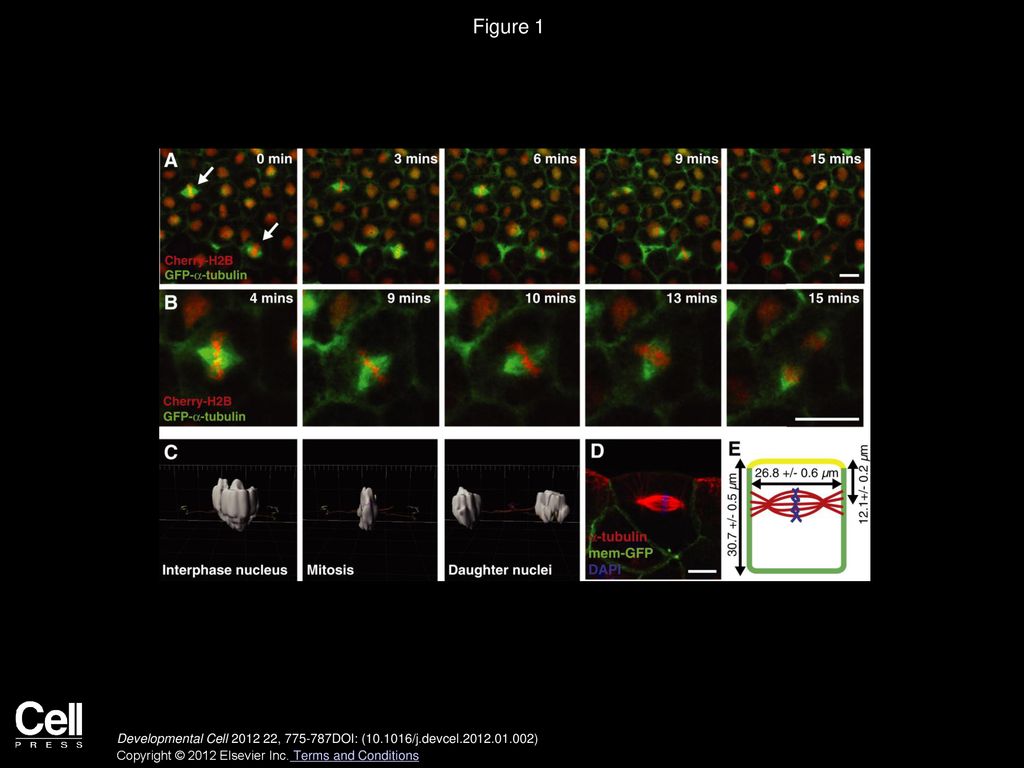 Spindle Position in Symmetric Cell Divisions during Epiboly Is ... Biology Diagrams