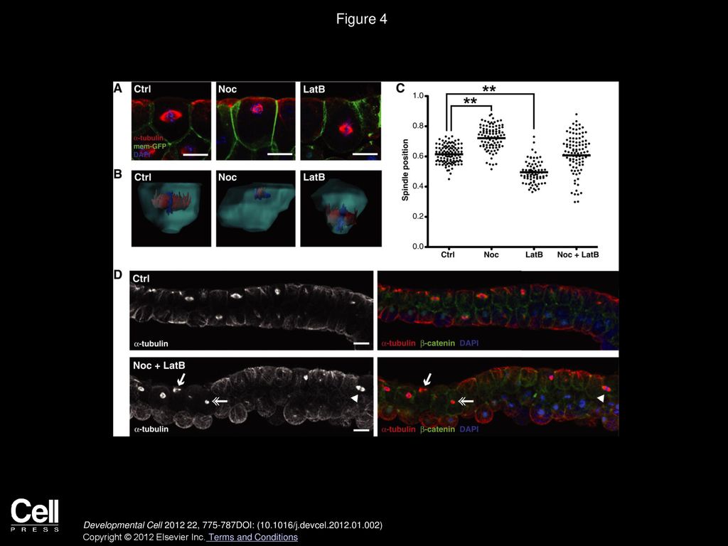 Spindle Position in Symmetric Cell Divisions during Epiboly Is ... Biology Diagrams