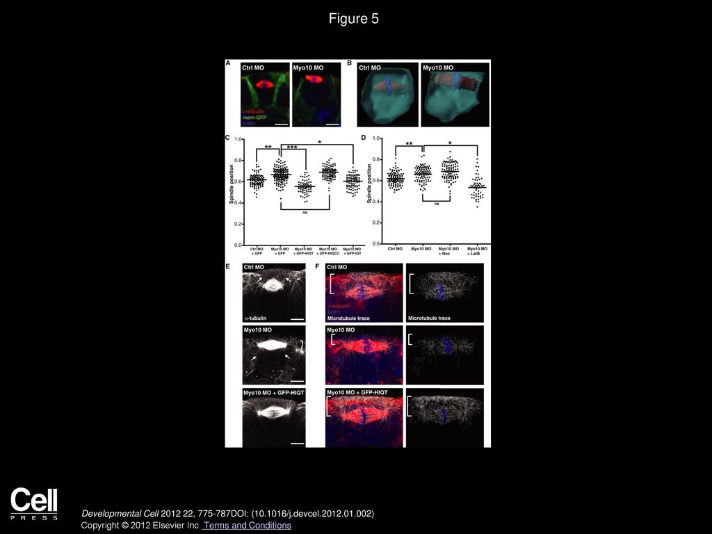 Spindle Position in Symmetric Cell Divisions during Epiboly Is ... Biology Diagrams