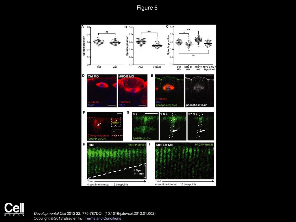 Spindle Position in Symmetric Cell Divisions during Epiboly Is ... Biology Diagrams