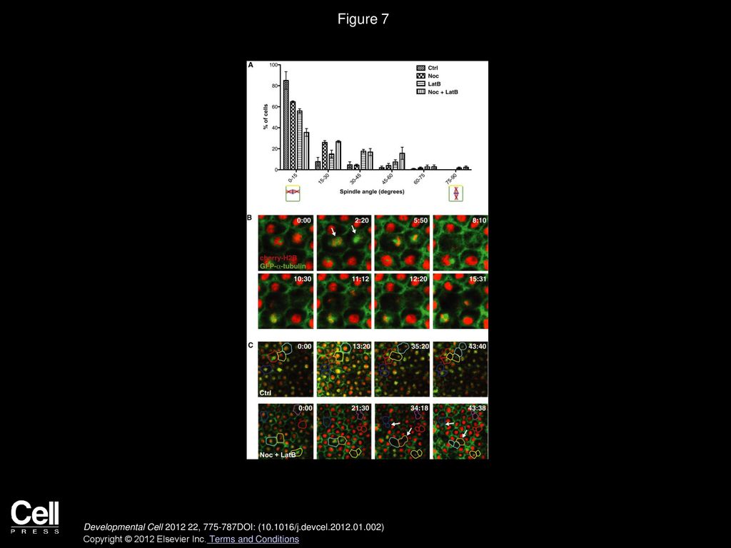 Spindle Position in Symmetric Cell Divisions during Epiboly Is ... Biology Diagrams