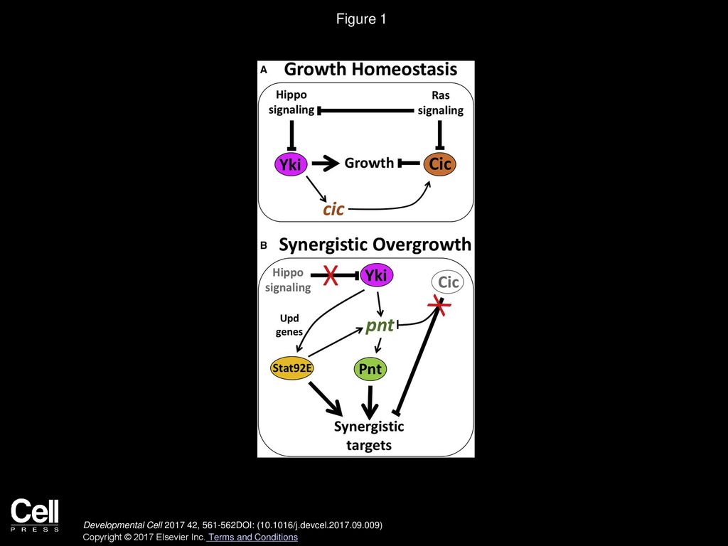 Figure 1 The Ras and Hippo Pathways Have Synergistic Effects on Growth
