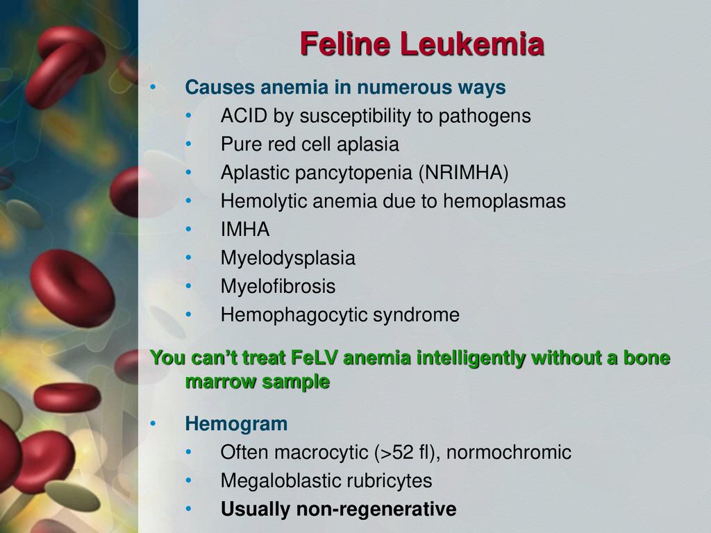 Feline Leukemia Causes anemia in numerous ways