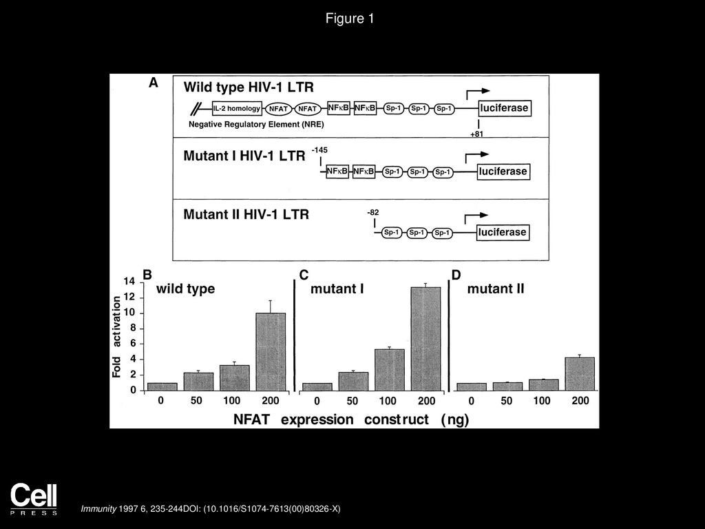 Figure 1 NF-AT Enhances Promoter Activity of HIV-1 LTR through the κB Regulatory Element.