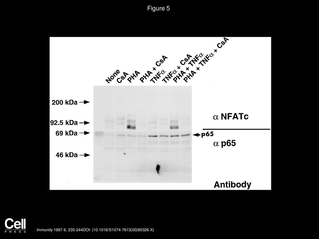 Figure 5 NF-ATc and NF-κB p65 Are Separately Induced by PHA and TNFα, Respectively, in Jurkat T Cell Lines.