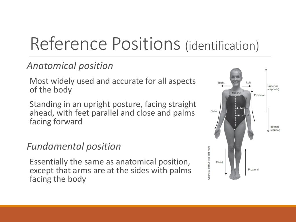 EXSC 314 PPT Series 1A Foundations of Structural Kinesiology Biology Diagrams