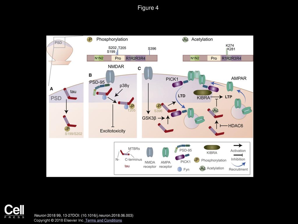 Dendritic Tau in Alzheimer’s Disease - ppt download