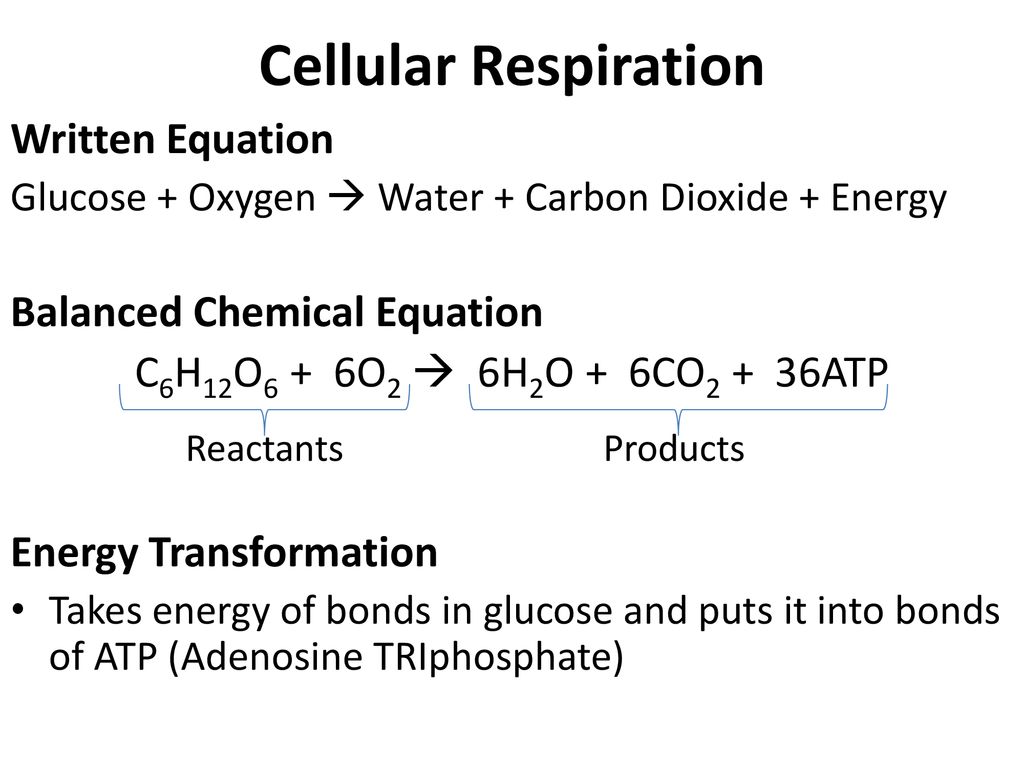 April 14, 2011 What Are The Reactants Of Photosynthesis? Products ...