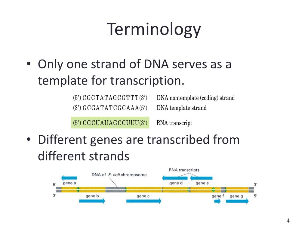 Gene Structure. ppt download