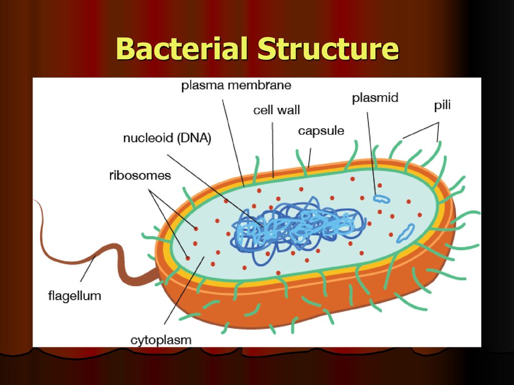 BACTERIA. - ppt download