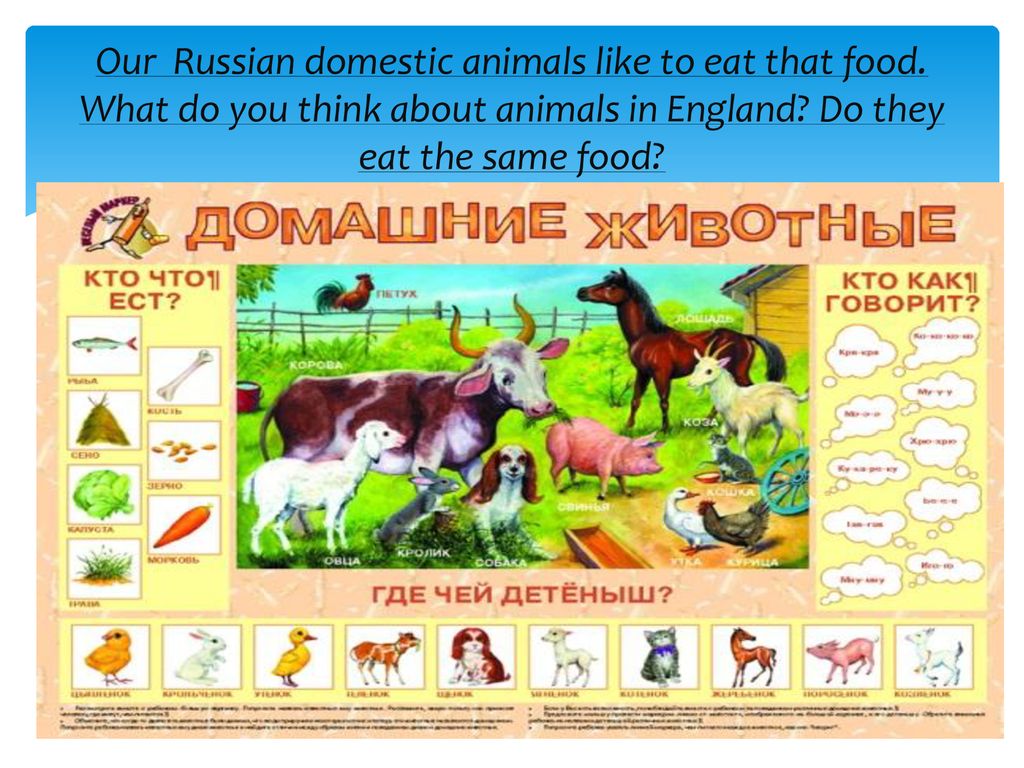 Do you like animals. Animals like to eat. What animals like to eat. What are the domestic animals. Like animals.