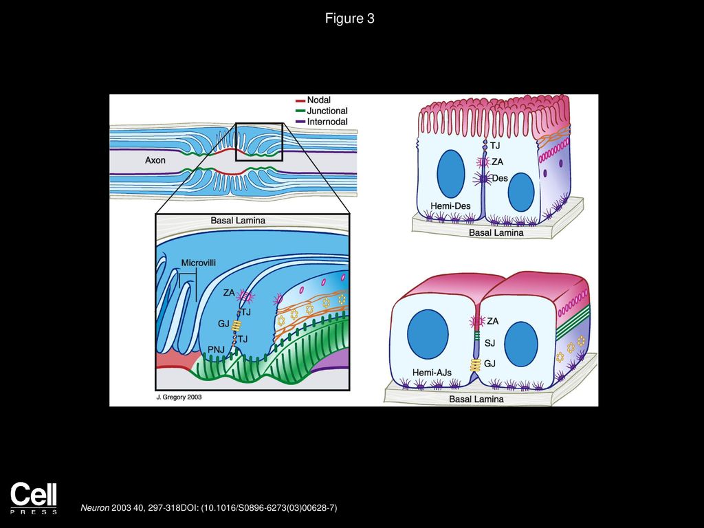 Polarized Domains of Myelinated Axons - ppt download