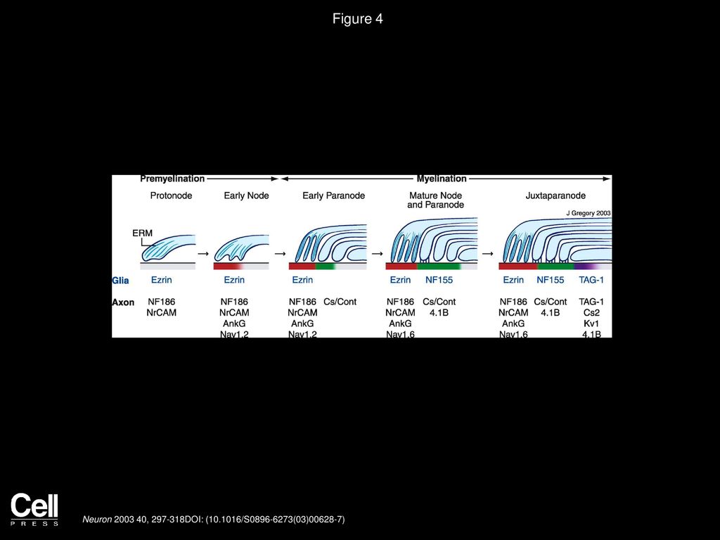 Figure 4 Sequential Assembly and Maturation of Domains in the PNS