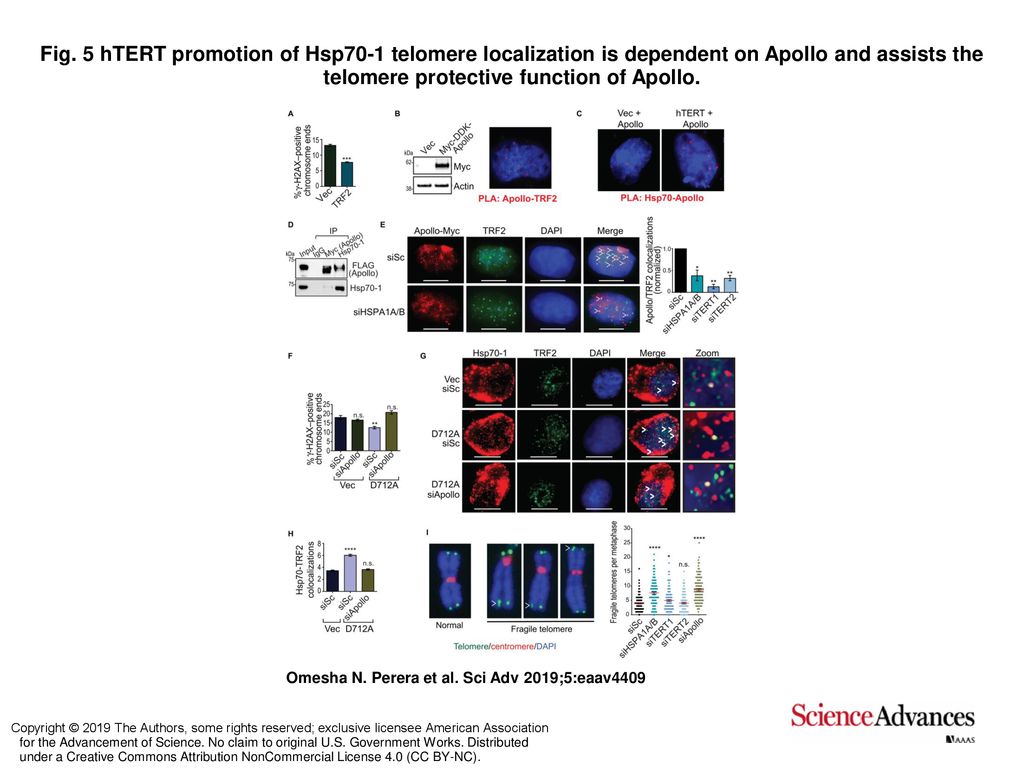 Fig. 5 hTERT promotion of Hsp701 telomere localization is dependent on