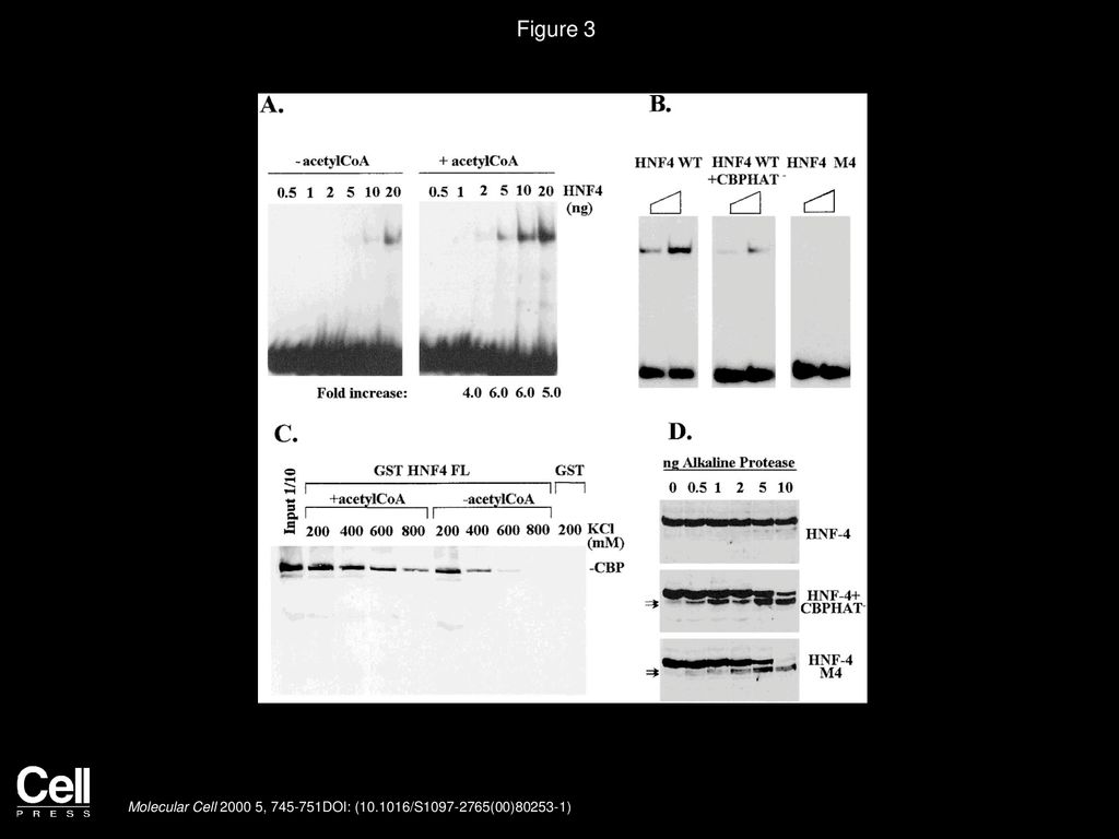 Figure 3 Acetylation Increases HNF-4 DNA Binding Activity and the Affinity of Its Interaction with CBP In Vitro.