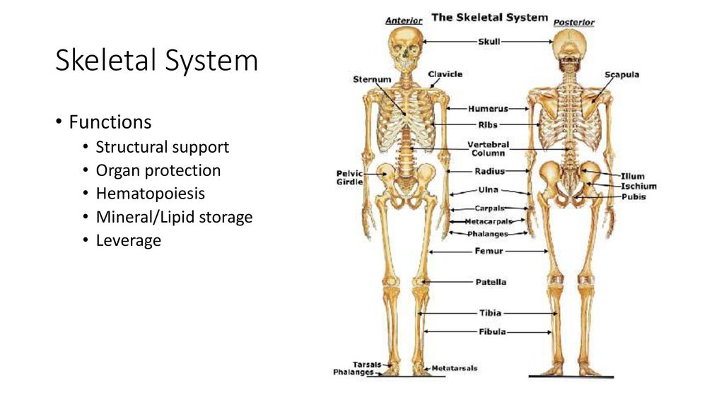 MID-TERM REVIEW SAMPLES - ppt download