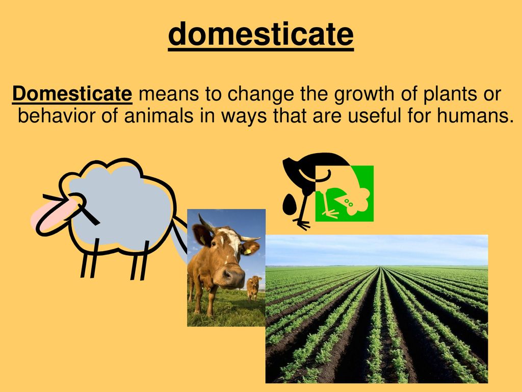 Origins vocabulary ppt download