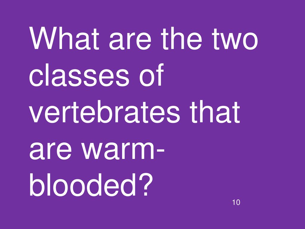 What are the two classes of vertebrates that are warm-blooded