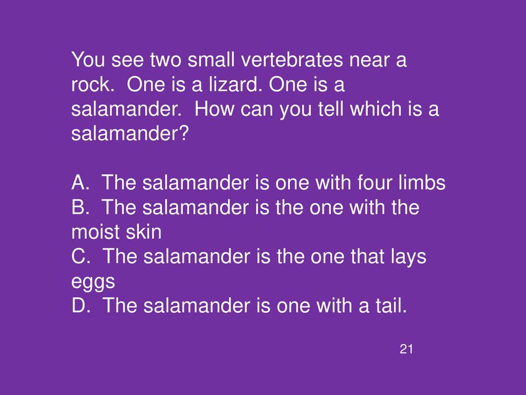 A. The salamander is one with four limbs