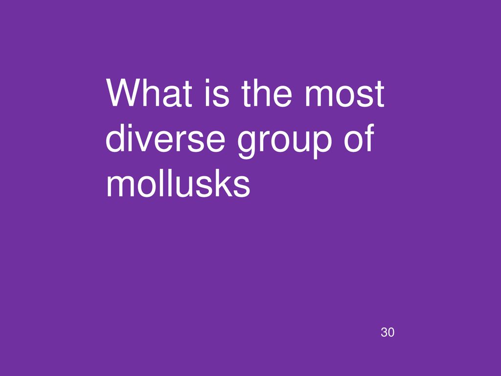 What is the most diverse group of mollusks