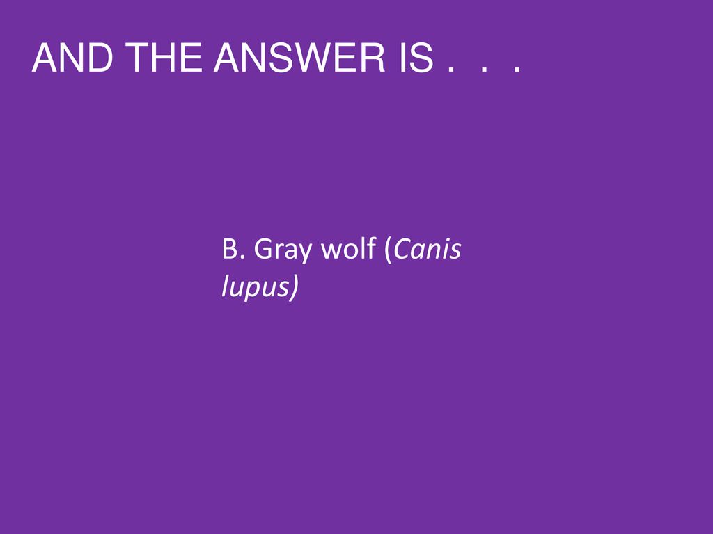 AND THE ANSWER IS B. Gray wolf (Canis lupus)