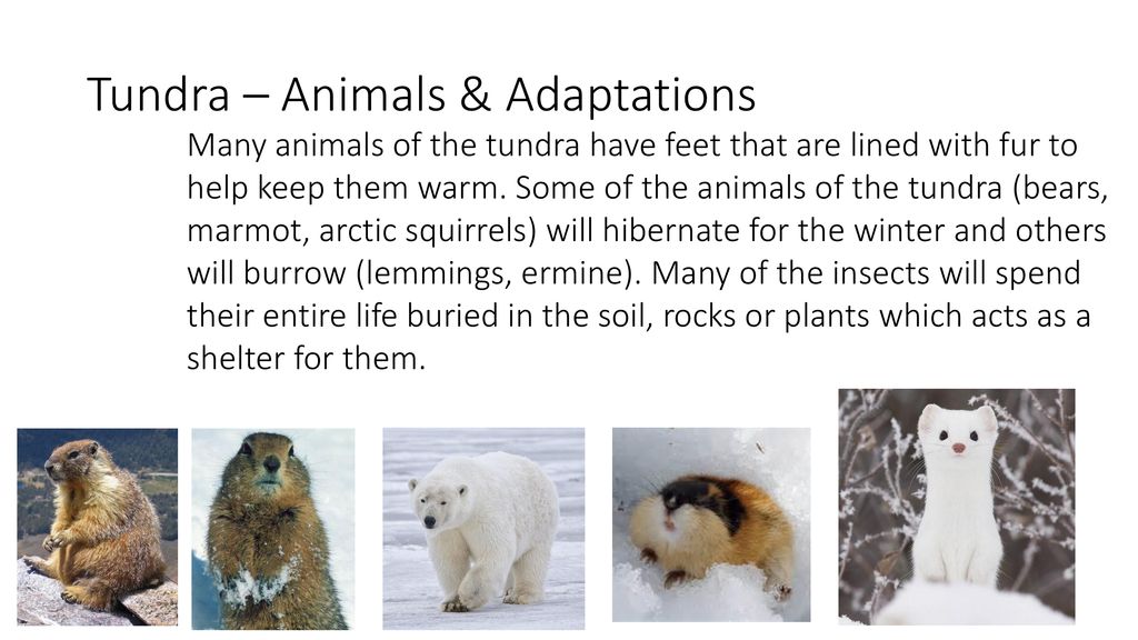 Tundra. - ppt download