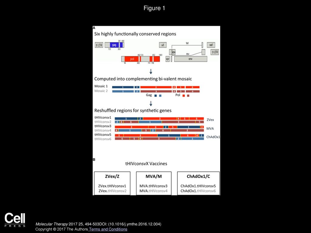 Volume 25, Issue 2, Pages (February 2017) - ppt download