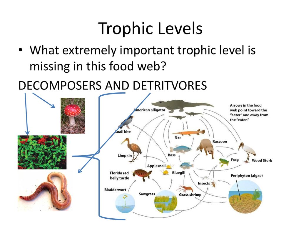 Foundations of Ecology Biology Diagrams