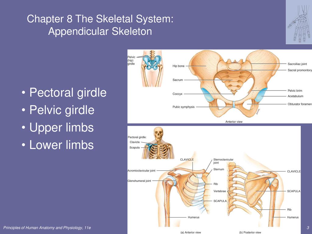 The Skeletal System: Appendicular Skeleton Lecture Outline - ppt download