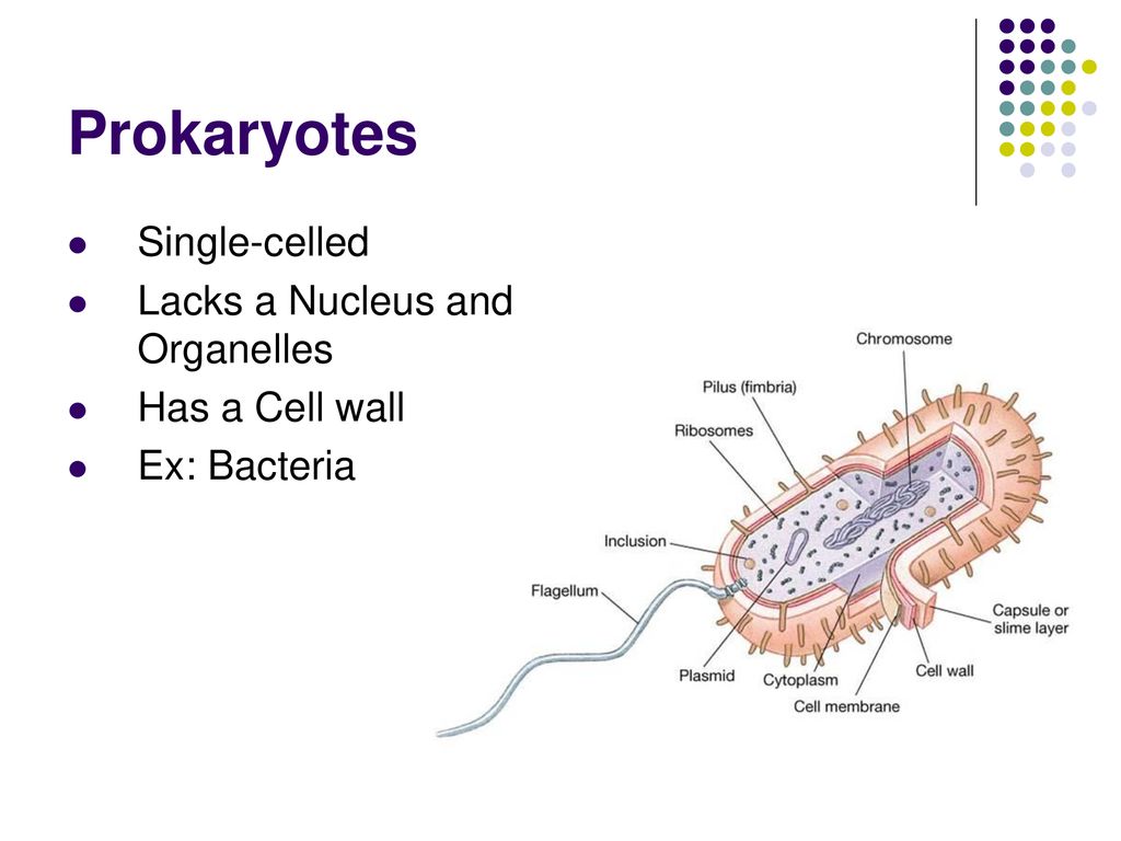 The Cell 9/4/ ppt download