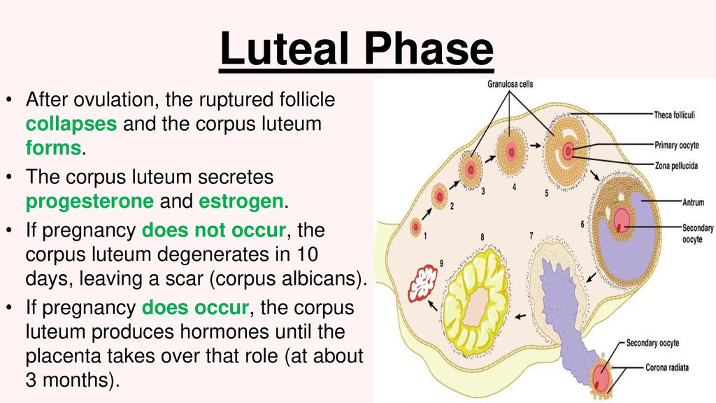 Do Now Activity 1 List As Many Anatomical Parts Of The Male