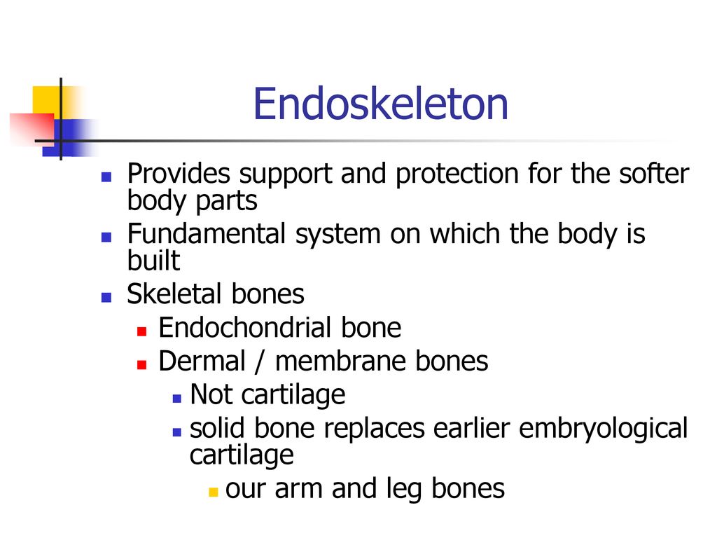 Endoskeleton Provides support and protection for the softer body parts
