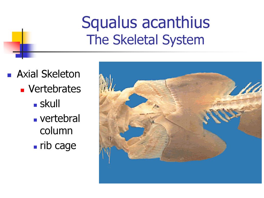 Squalus acanthius The Skeletal System
