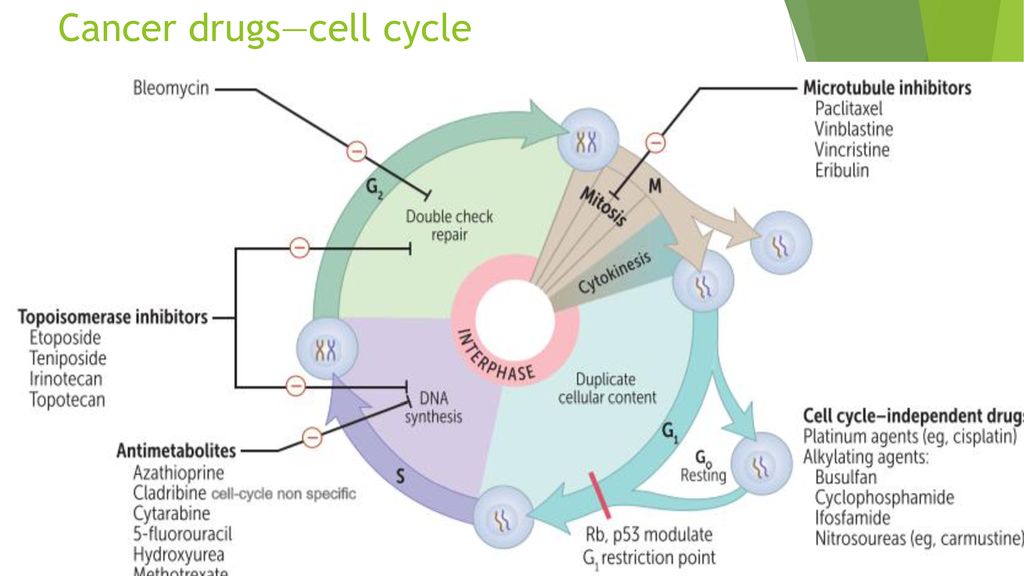 Cancer+drugs%E2%80%94cell+cycle.jpg