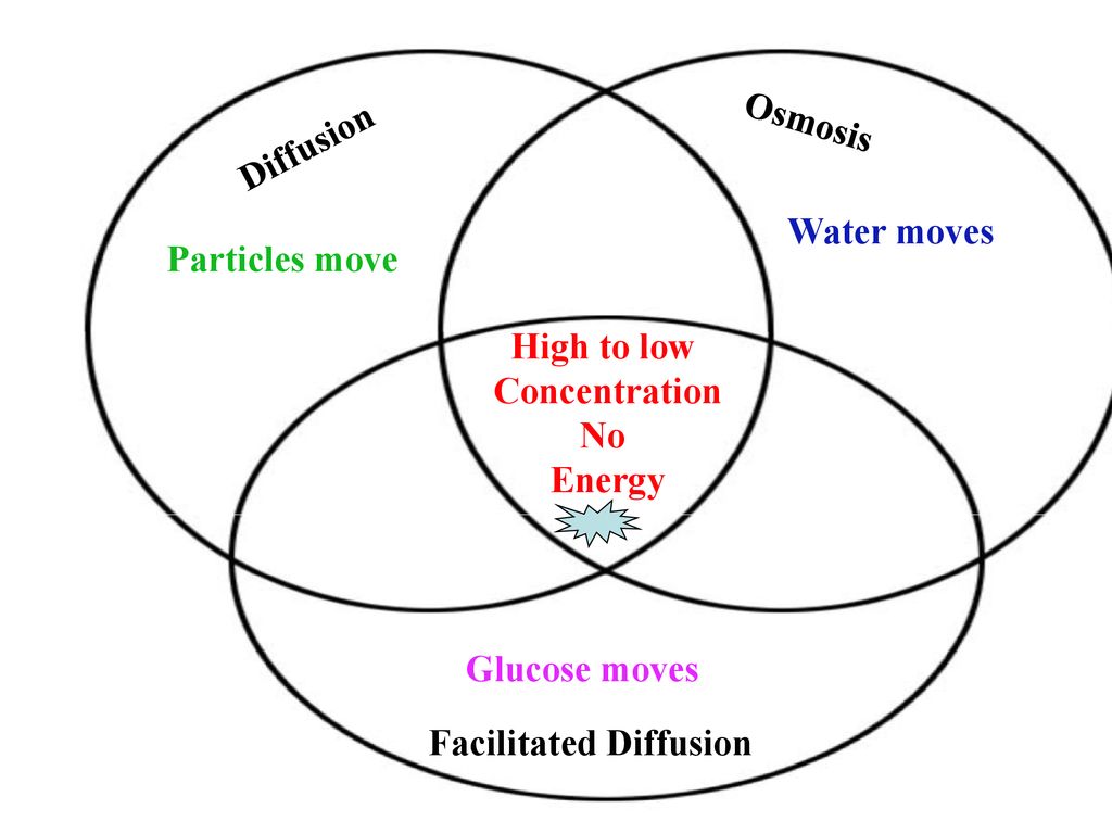 Osmosis vs diffusion venn diagram
