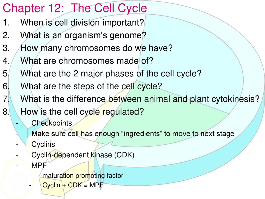Chapter 12: The Cell Cycle Biology Diagrams