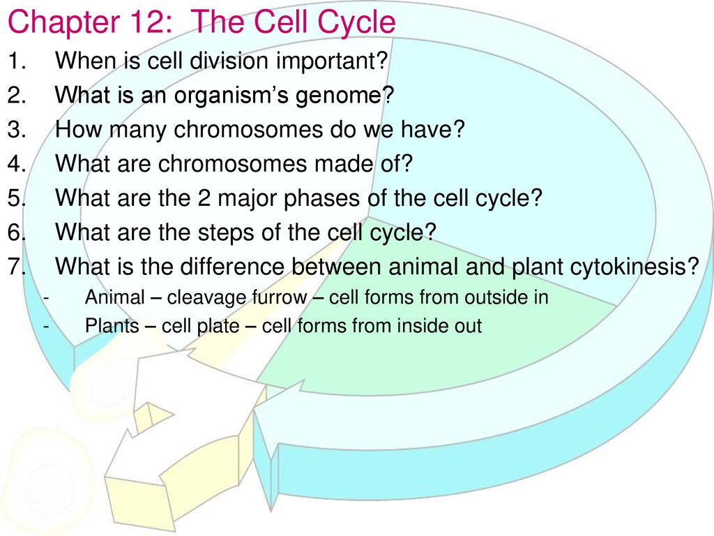 Chapter 12: The Cell Cycle - Ppt Download