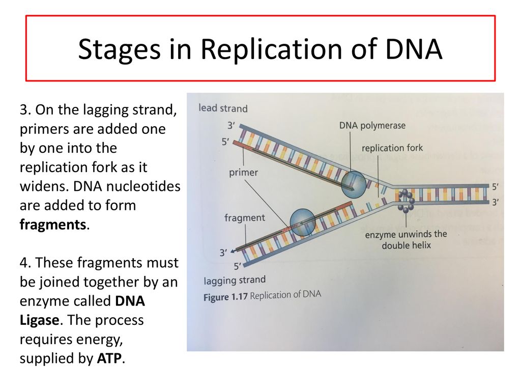 Key Area 1.2 โ Structure and Replication of DNA Biology Diagrams