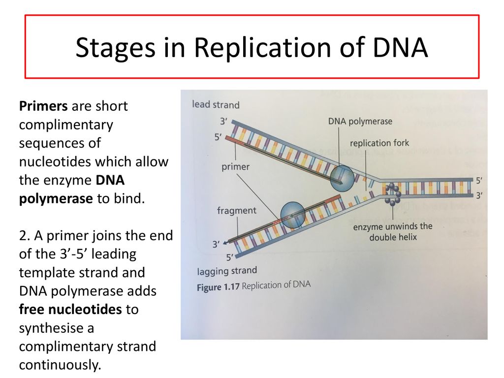 Key Area 12 Structure and Replication of DNA Biology Diagrams