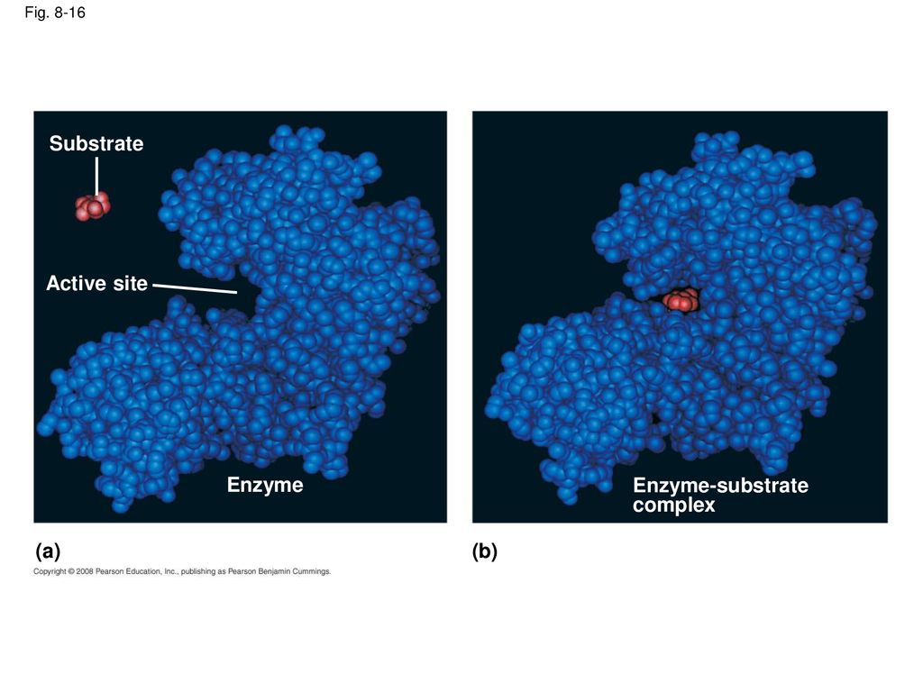 The World Of The Cell Chapter 6 Enzymes: The Catalysts Of Life - Ppt ...