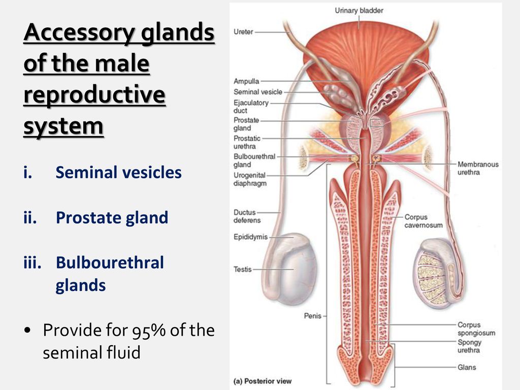 Revisit Of Male Female Reproductive Tracts Ppt Download