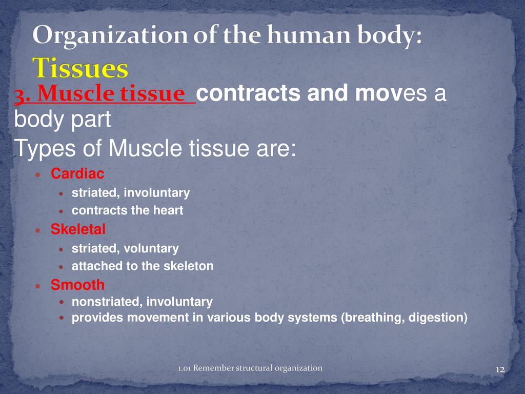 Anatomy and Physiology Biology Diagrams