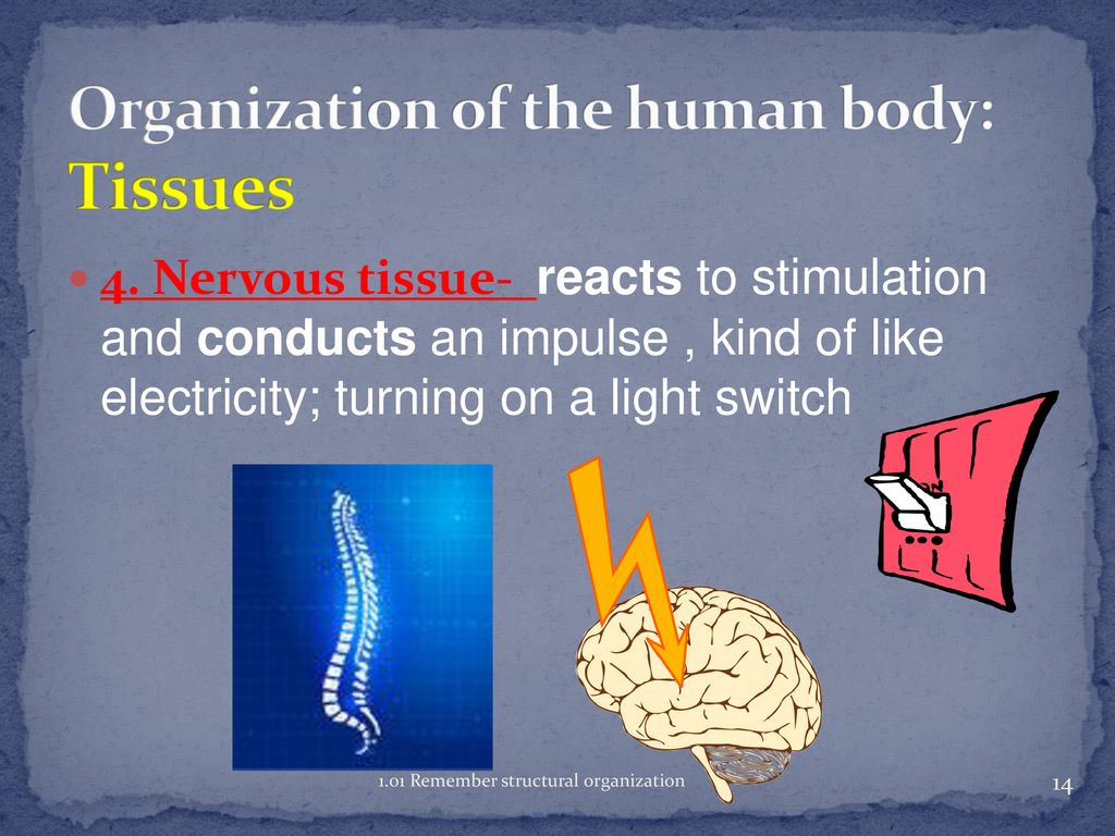 Anatomy and Physiology Biology Diagrams