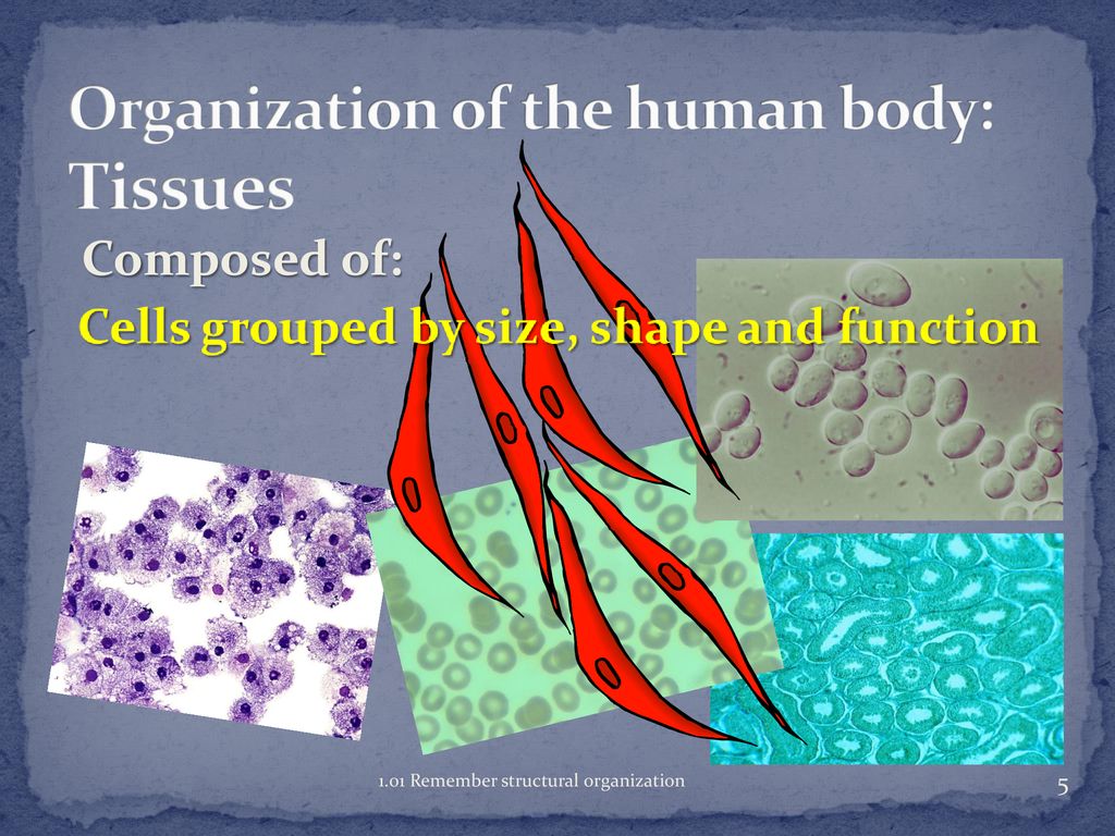 Anatomy and Physiology Biology Diagrams