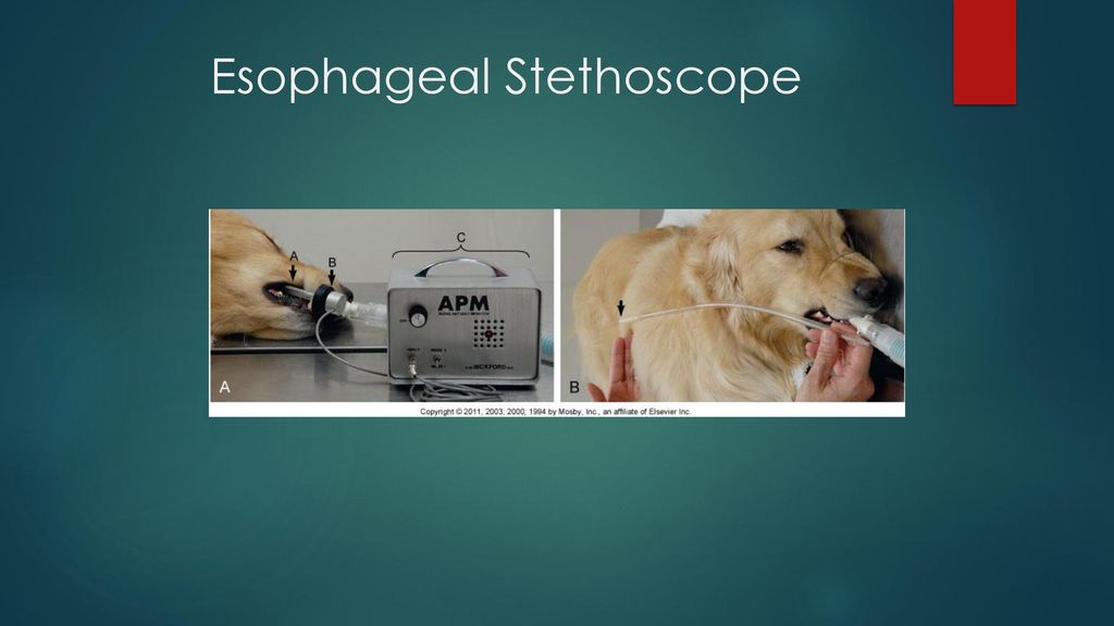 Be your clinic's “go to” Anesthesia Technician - ppt download