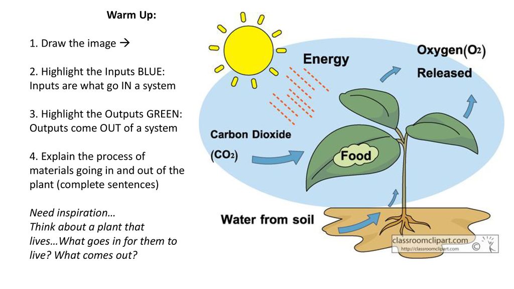 Photosynthesis Drawing Ppt Download