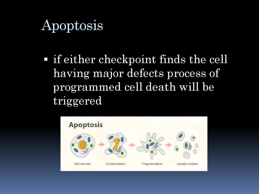 Regulating the cell cycle Biology Diagrams