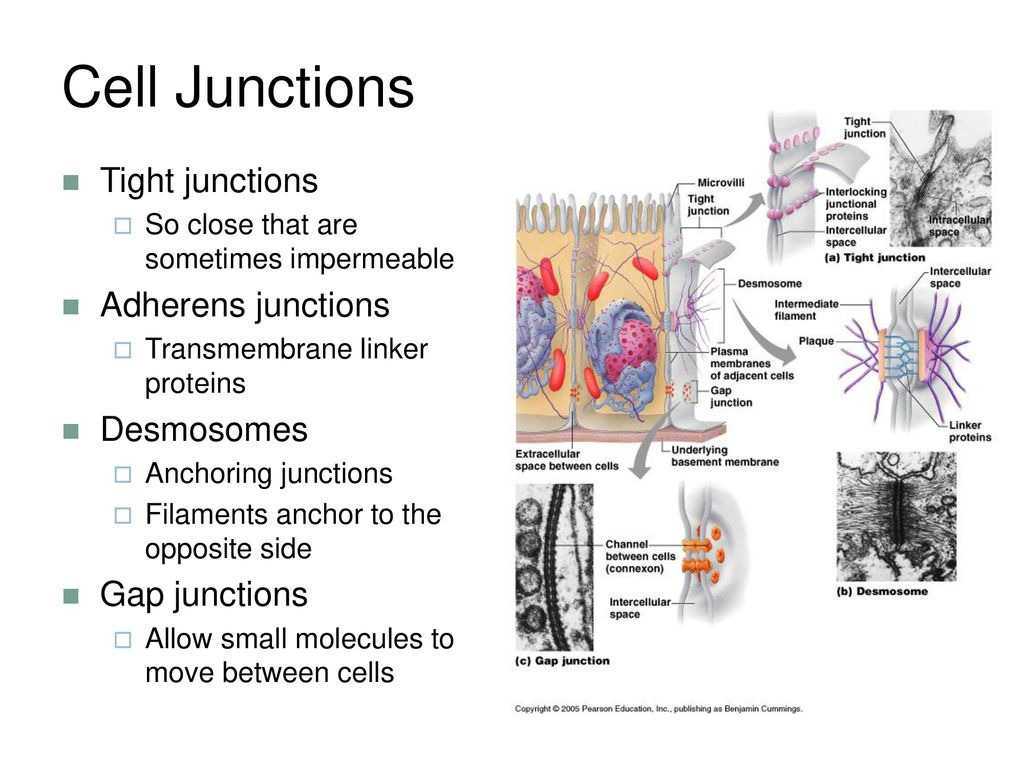 desmosomes tight junctions and gap junctions